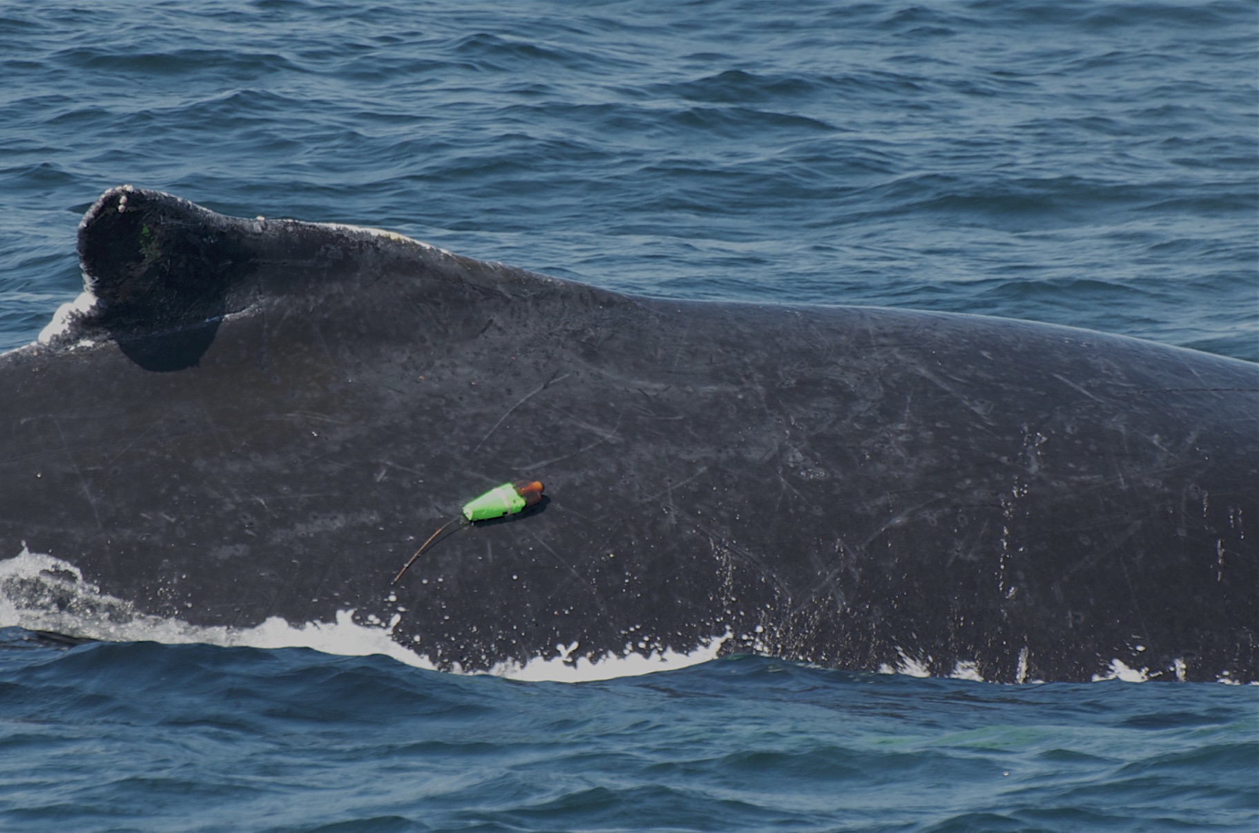 The green tag, attached with suction cups to the side of a humpback whale, is an Acousonde 3B, made by Acoustimetrics, a brand of Greeneridge Sciences, Inc. Acousonde tags record sound as well as other parameters such as depth, acceleration, compass bearing, temperature, and light levels.
Photo by Jake Levenson. NMFS Scientific Research Permit 14245. Acousonde tag on a humpback